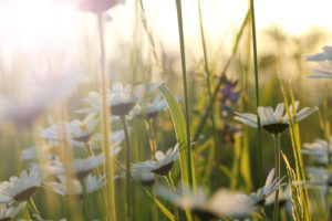 Field of marguerites in the warm light of the summer sun Field of marguerites in the warm light of the summer sun